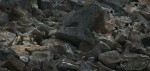 Slide thumbnail