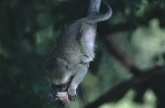 Slide thumbnail