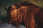 Slide thumbnail