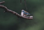 Slide thumbnail