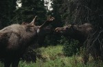 Slide thumbnail