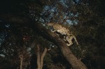 Slide thumbnail