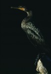 Slide thumbnail