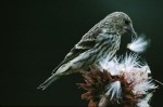 Slide thumbnail