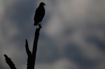 Slide thumbnail
