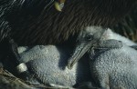 Slide thumbnail