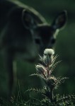 Slide thumbnail